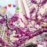 不用去公园🍃南坪商圈也能看春色