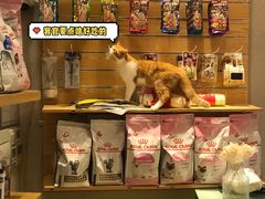 -飞行喵MR PILOT|猫舍·猫咖(静安大融城店)