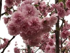 -天适樱花悠乐园