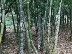 -兰亭风景区