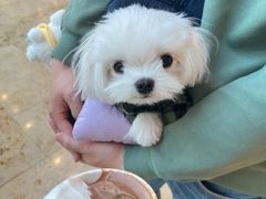 -九十葉·抹茶(南京·德基店)