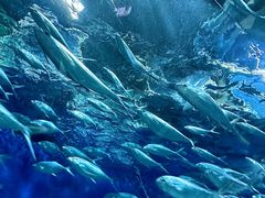 -上海海洋水族馆