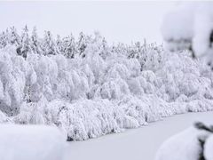 -塞罕坝国家级自然保护区