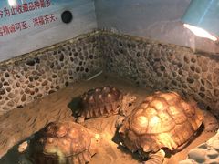 -上海大自然野生昆虫馆(东方明珠·爬宠昆虫探索中心)
