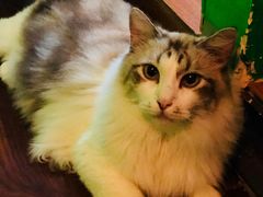-李小姐の猫咖啡馆(五角场店)