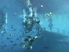 -瑞德姆美人鱼海底演艺主题餐厅(亚龙湾店)