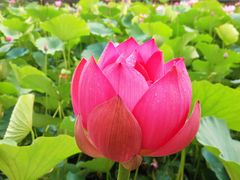 -莲花池公园