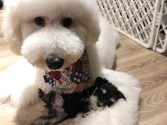 -小尾巴宠物店(万科·金域华庭店)