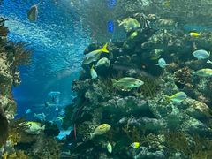 -上海海洋水族馆