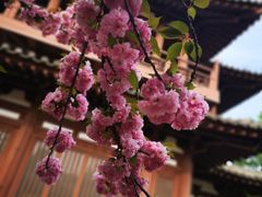 -西安青龙寺遗址景区