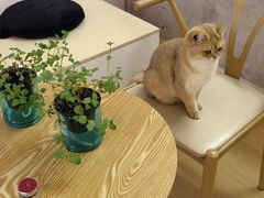 -猫咪派对(江南西店)