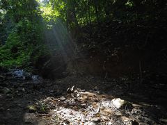 -西双版纳原始森林公园