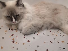 -滚猫咖啡·猫咖·猫友好撸猫(未来城店)
