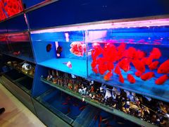 -桂林市花鸟市场