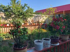 -马白开来特色羊排揪片子  (总店)