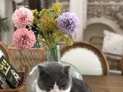 -共舞时光猫咖·狗咖(新街口店)
