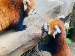 -北京野生动物园