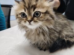 -中农国际动物医院24小时·猫科·骨科·急重症中心