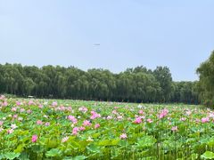 -东郊湿地公园