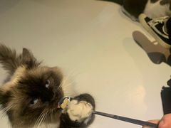-猫色咖啡·猫咖