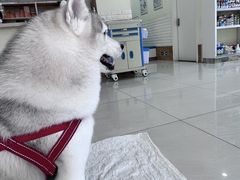 -美联众合动物医院·24h京西诊疗中心
