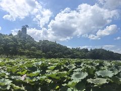 -江心屿景区