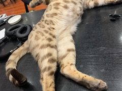 -猫小院猫主题咖啡厅(北锣店)