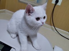 -pd派德宠物中心医院24H急重症·眼科中心·血液透析中心(嵩山北路店)