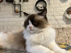 -平行世界·猫咖(首经贸店)