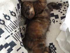 -平行世界·猫咖(首经贸店)