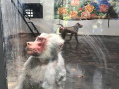 -西安秦岭野生动物园