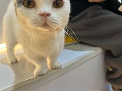 -COLOR PETS 撸猫馆·购猫·猫咖(长风大悦城店)