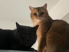-御宝贝·A梦猫科宠物医院(国际猫友好医院)