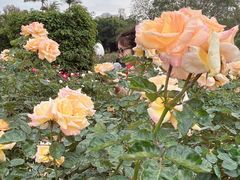 -人民公园(罗湖区)