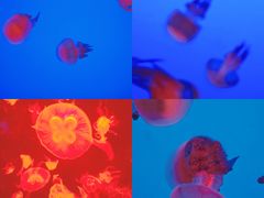 -上海海洋水族馆