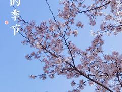 -顾村公园