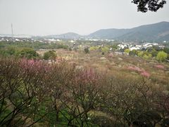 -香雪海
