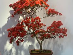 -上海滨江森林公园