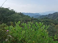 -大岭沟猕猴桃谷风景区