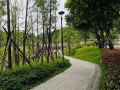 -王借岗森林公园