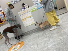 -瑞鹏宠物医院·骨外科·心肾科·肿瘤科(九亭店)