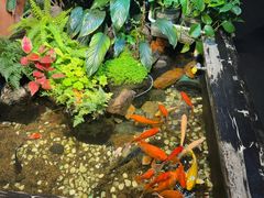 -隐炉和牛烧肉店(群力店)