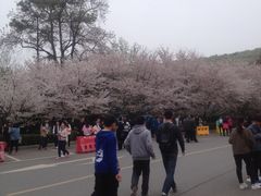 -武汉大学-樱园