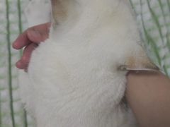 -猫大福·Fortune Cat猫舍(百子湾店)