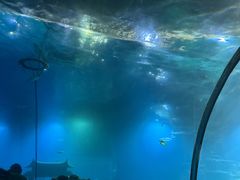 -涛·海底餐厅·美人鱼·自助餐·海底隧道(三亚海棠湾洲际度假酒店)