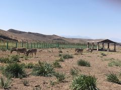 -新疆天山野生动物园