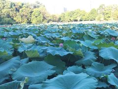 -艾溪湖湿地公园