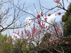 -新江湾城公园