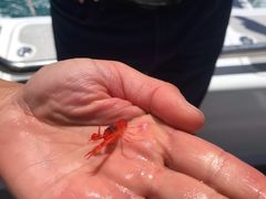 -Kaikoura Seafood BBQ Kiosk
