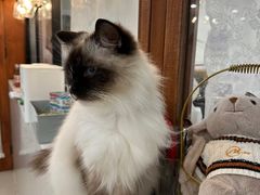 -共舞时光猫咖·狗咖(新街口店)